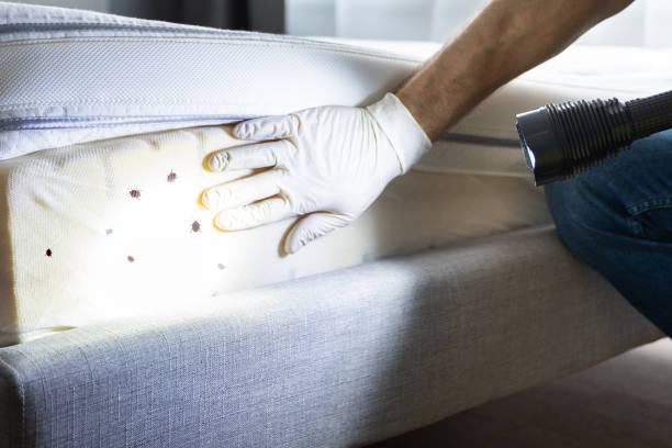 Best Pest Control Near Me  in Groveland, FL