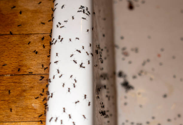 Best Affordable Pest Control Services  in Groveland, FL